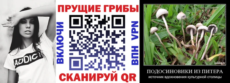 Купить где  Динская  Галлюциногенные грибы Psilocybe 